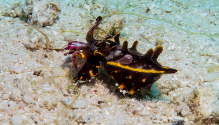 Flambouyant Cuttlefish